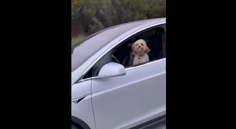 Tesla Model 3 с собакой на дороге общего пользования взволновала общественность