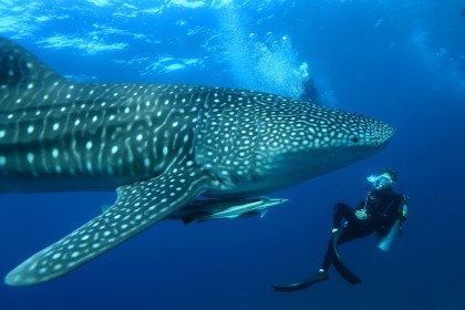 Плавание с китовыми акулами на Филиппинах: незабываемое приключение с Cebu Tours