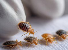 Зачем нужна служба по борьбе с клопами: профессиональный подход к проблеме